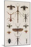 Insects, Seba's Thesaurus, 1734-Science Source-Mounted Giclee Print