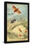 Insects: Syrtomastes Paradoxus, Cerbus Flaveobus-James Duncan-Framed Stretched Canvas