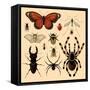 Insects-Alena Kozlova-Framed Stretched Canvas
