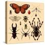 Insects-Alena Kozlova-Stretched Canvas