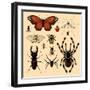 Insects-Alena Kozlova-Framed Art Print