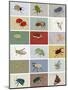 Insects-Eliza Southwood-Mounted Giclee Print