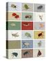 Insects-Eliza Southwood-Stretched Canvas