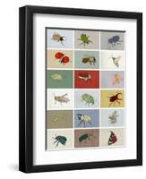 Insects-Eliza Southwood-Framed Giclee Print