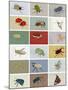 Insects-Eliza Southwood-Mounted Giclee Print