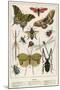 Insects-English School-Mounted Giclee Print