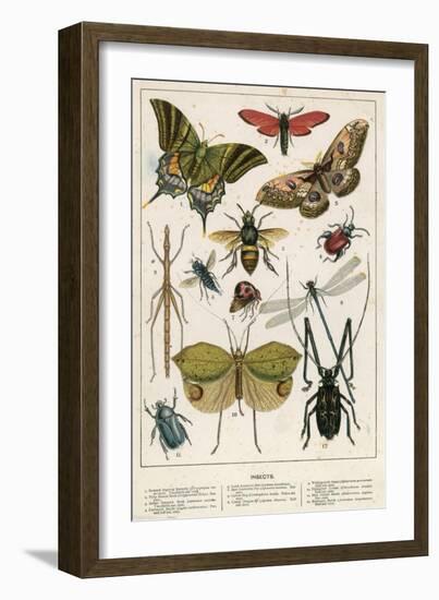 Insects-English School-Framed Giclee Print