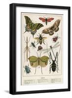 Insects-English School-Framed Giclee Print