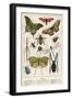 Insects-English School-Framed Giclee Print