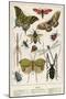 Insects-English School-Mounted Giclee Print