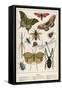 Insects-English School-Framed Stretched Canvas