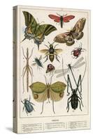 Insects-English School-Stretched Canvas