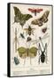 Insects-English School-Framed Stretched Canvas