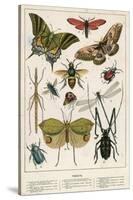 Insects-English School-Stretched Canvas