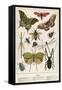 Insects-English School-Framed Stretched Canvas