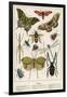 Insects-English School-Framed Giclee Print