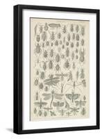 Insects-null-Framed Giclee Print