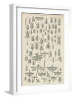 Insects-null-Framed Giclee Print