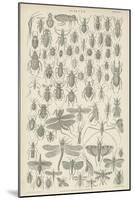 Insects-null-Mounted Giclee Print
