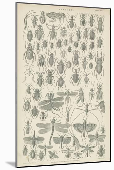 Insects-null-Mounted Giclee Print