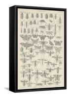 Insects-null-Framed Stretched Canvas