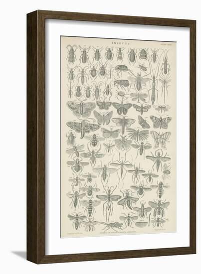 Insects-null-Framed Giclee Print