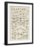 Insects-null-Framed Giclee Print