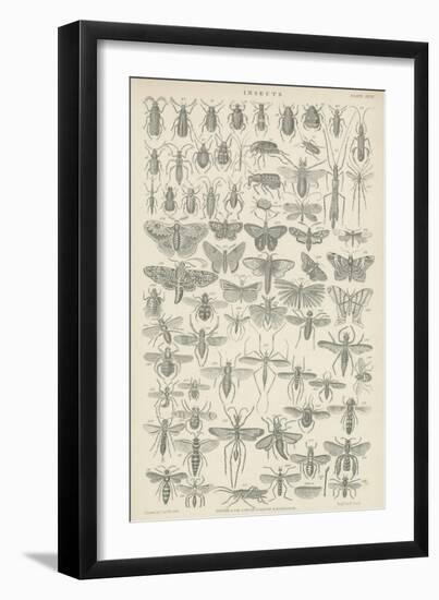 Insects-null-Framed Giclee Print