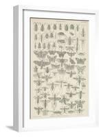 Insects-null-Framed Giclee Print