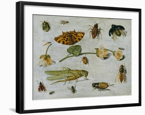 Insects-Jan van Kessel the Elder-Framed Giclee Print