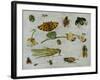 Insects-Jan van Kessel the Elder-Framed Giclee Print