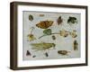 Insects-Jan van Kessel the Elder-Framed Giclee Print