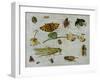 Insects-Jan van Kessel the Elder-Framed Giclee Print