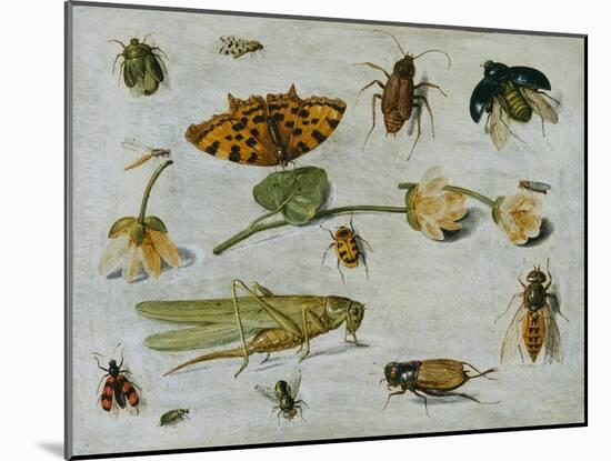 Insects-Jan van Kessel the Elder-Mounted Giclee Print