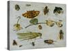 Insects-Jan van Kessel the Elder-Stretched Canvas