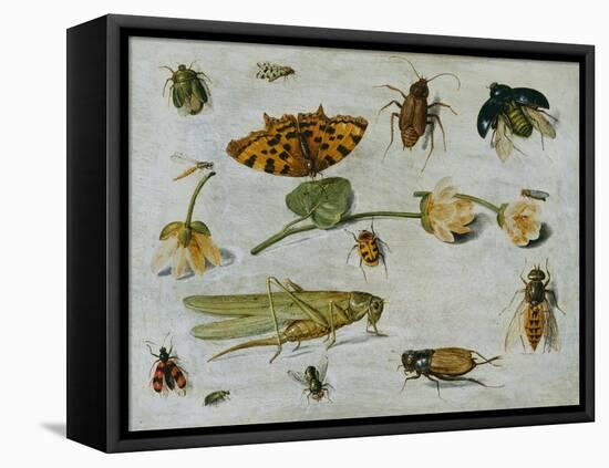 Insects-Jan van Kessel the Elder-Framed Stretched Canvas