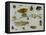 Insects-Jan van Kessel the Elder-Framed Stretched Canvas