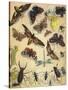 Insects-Richard Andre-Stretched Canvas