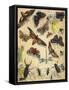 Insects-Richard Andre-Framed Stretched Canvas