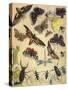 Insects-Richard Andre-Stretched Canvas