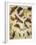 Insects-Richard Andre-Framed Giclee Print