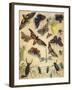 Insects-Richard Andre-Framed Giclee Print