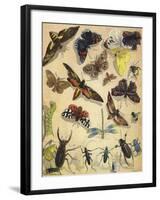 Insects-Richard Andre-Framed Giclee Print