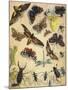 Insects-Richard Andre-Mounted Giclee Print