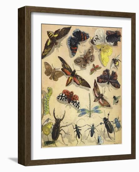 Insects-Richard Andre-Framed Giclee Print