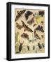 Insects-Richard Andre-Framed Giclee Print