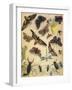 Insects-Richard Andre-Framed Giclee Print