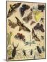 Insects-Richard Andre-Mounted Giclee Print