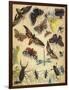 Insects-Richard Andre-Framed Giclee Print