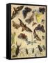 Insects-Richard Andre-Framed Stretched Canvas